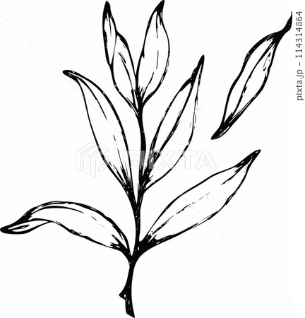 Vector branches and leaves. Hand drawn floral elements. Vintage botanical illustrations 114314864