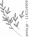Vector branches and leaves. Hand drawn floral elements. Vintage botanical illustrations 114314909
