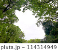木々の間から見える空 114314949