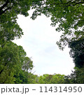 木々の間から見える空 114314950