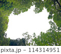 木々の間から見える空 114314951