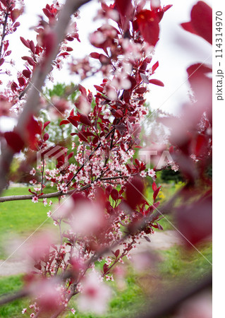 Spring beauty of flowers 114314970