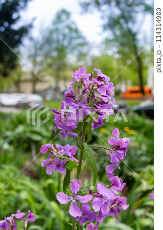 Spring beauty of flowers 114314980