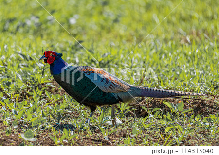 草むらを歩くキジ　雉 114315040