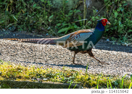 道路を歩くキジ　雉 114315042