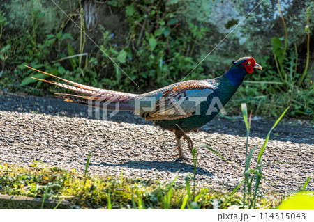 道路を歩くキジ　雉 114315043