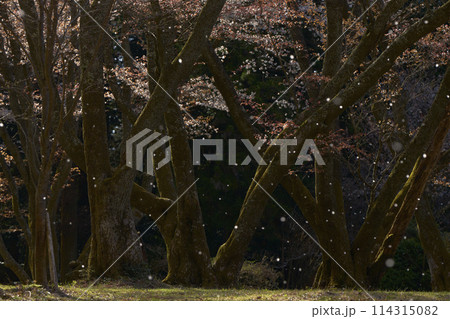 桜吹雪 桜吹雪 114315082