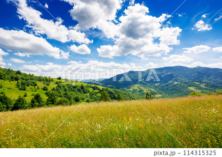 green grassy alpine meadows on the hills located in ukrainian carpathians. gorgeous rural area of transcarpathian region. mountainous countryside landscape rolling beneath a stunning sky in summer 114315325