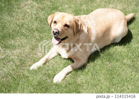 芝生で微笑むラブラドールレトリバー 芝生で微笑むラブラドールレトリバー 114315416
