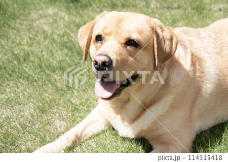 芝生で微笑むラブラドールレトリバーのバストアップ 芝生で微笑むラブラドールレトリバーのバストアップ 114315418