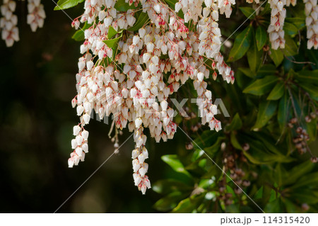 ツツジ科アセビの白い壺状の花 114315420