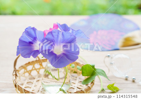 庭から摘んだ朝顔の花のアレンジとうちわと風鈴 114315548