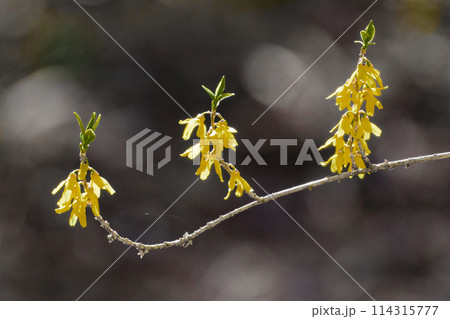 モクセイ科シナレンギョウの開花 モクセイ科シナレンギョウの開花 114315777