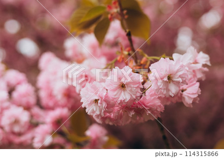 Cherry blossom in spring. Spring background with a branch of blooming sakura. Tenderness. Perfumery concept. Nature banner 114315866