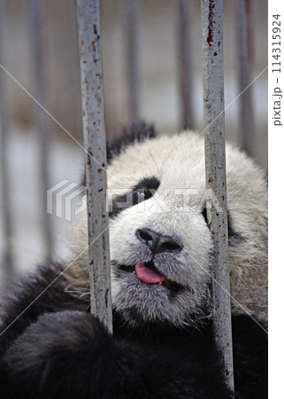 臥龍中国パンダ保護研究センターのパンダ 114315924