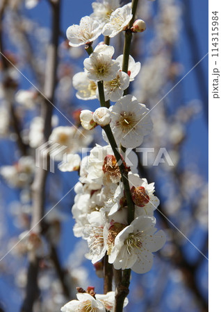 白い梅の花 白い梅の花 114315984