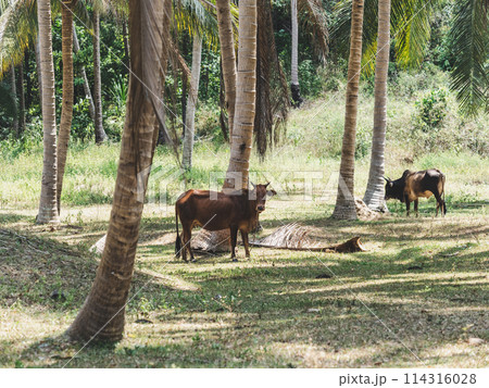 Bright palm trees and grazing bulls. Sunny day Bright palm trees and grazing bulls. Sunny day 114316028