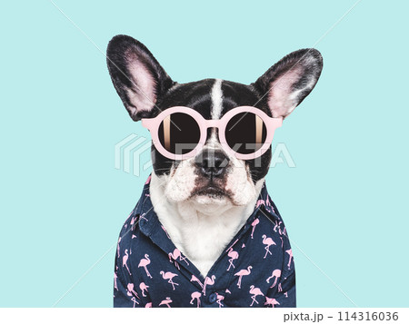 Cute puppy, sunglasses and stylish shirt. Isolated background Cute puppy, sunglasses and stylish shirt. Isolated background 114316036