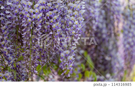 Blooming Wisteria Sinensis with scented classic purple flowersin full bloom in hanging racemes closeup. Garden with wisteria in spring Blooming Wisteria Sinensis with scented classic purple flowersin full bloom in hanging racemes closeup. Garden with wisteria in spring 114316985