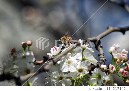 a bee extreme macro a bee extreme macro 114317142