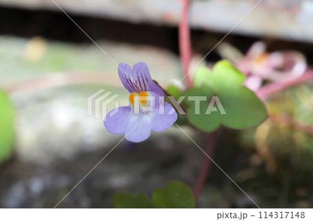 Cymbalaria muralis closeup view Cymbalaria muralis closeup view 114317148