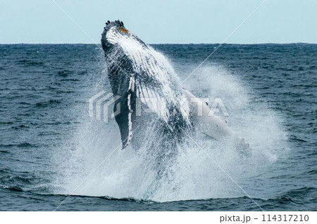 Amazing photo of a wild humpback whale breaching in the ocean Amazing photo of a wild humpback whale breaching in the ocean 114317210