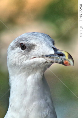 portrait of a seagull 114317258