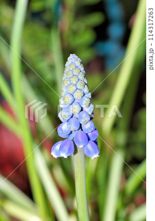 close view of Muscari neglectum flower close view of Muscari neglectum flower 114317263