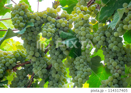 white grapes Isabella on the arch, grape harvest, autumn harvest white grapes Isabella on the arch, grape harvest, autumn harvest 114317405