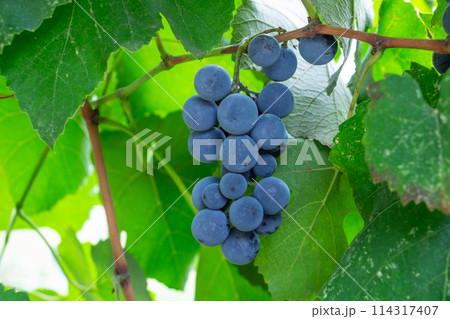 blue grapes Isabella on the arch, grape harvest, autumn harvest, close-up blue grapes Isabella on the arch, grape harvest, autumn harvest, close-up 114317407