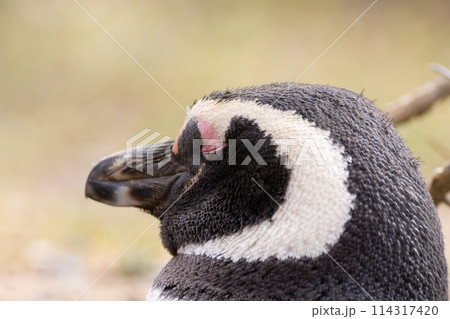 Magellanic penguin close up. Punta Tombo penguin colony, Patagonia Magellanic penguin close up. Punta Tombo penguin colony, Patagonia 114317420