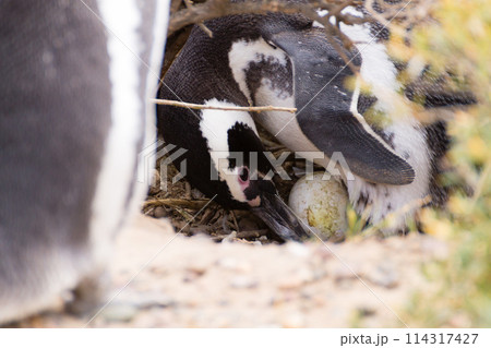 Magellanic penguin incubating egg. Punta Tombo penguin colony, Patagonia Magellanic penguin incubating egg. Punta Tombo penguin colony, Patagonia 114317427