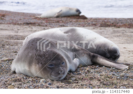 Elephant seal on beach close up, Patagonia, Argentina 114317440