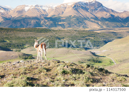 Guanaco from Torres del Paine National Park, Chile 114317500