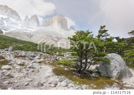 French Valley landscape, Torres del Paine, Chile 114317516