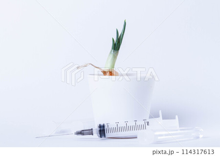 Growing plants in the laboratory. Sprouted green onions on a white background. Pesticides and herbicides and fertilizers for plant nutrition. 114317613