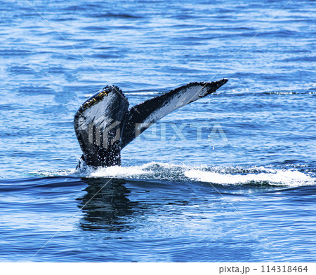 Tail of Humpback Whale Tail of Humpback Whale 114318464