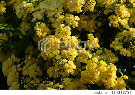 黄色 モッコウバラ(木香茨、木香薔薇) 黄色 モッコウバラ(木香茨、木香薔薇) 114318757