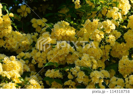 黄色いモッコウバラの花 黄色いモッコウバラの花 114318758