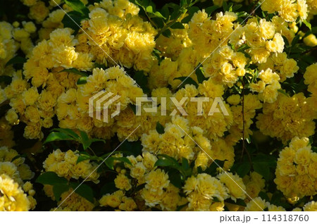 黄色 モッコウバラ(木香茨、木香薔薇) 黄色 モッコウバラ(木香茨、木香薔薇) 114318760