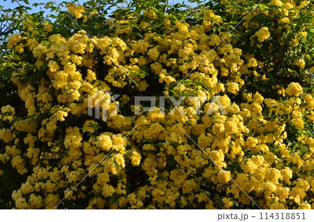 春の黄色い花モッコウバラ(木香茨、木香薔薇) 黄色 春の黄色い花モッコウバラ(木香茨、木香薔薇) 黄色 114318851