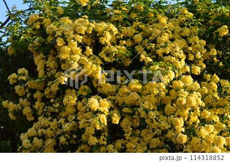 黄色いモッコウバラ 黄色いモッコウバラ 114318852