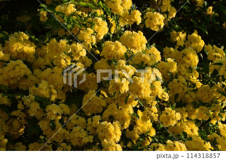 モッコウバラ(木香茨、木香薔薇) 黄色 モッコウバラ(木香茨、木香薔薇) 黄色 114318857