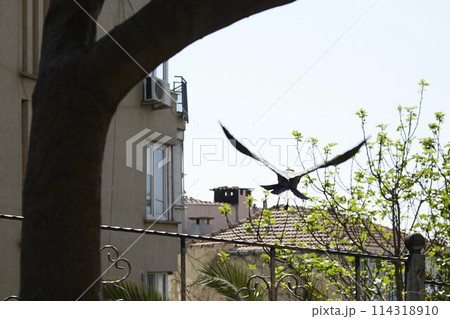 Daily life on the streets of Istanbul 114318910