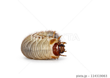 Grub on white background 114319063
