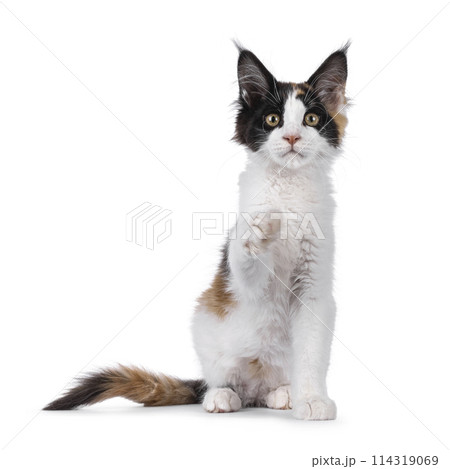 Maine Coon cat kitten on white Maine Coon cat kitten on white 114319069