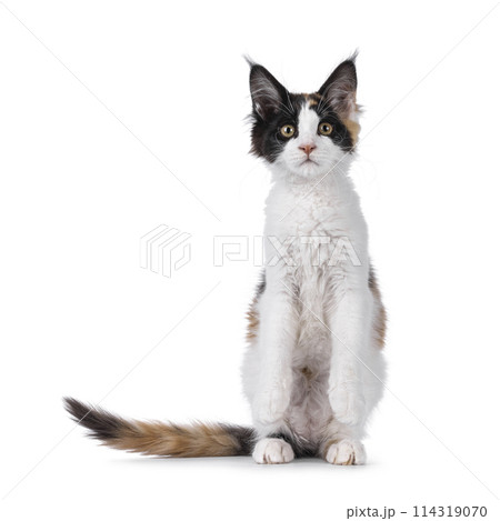 Maine Coon cat kitten on white Maine Coon cat kitten on white 114319070