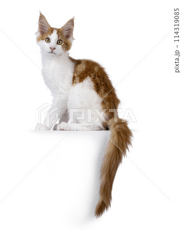 Maine Coon cat kitten on white 114319085