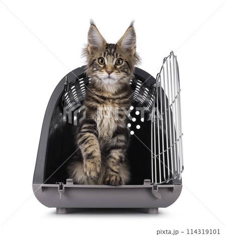 Maine Coon cat kitten on white 114319101