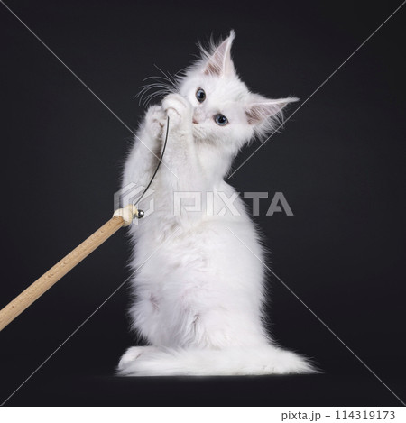 Maine Coon cat kitten on black background 114319173